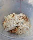 5 Pounds - Fresh Bahamas Conch